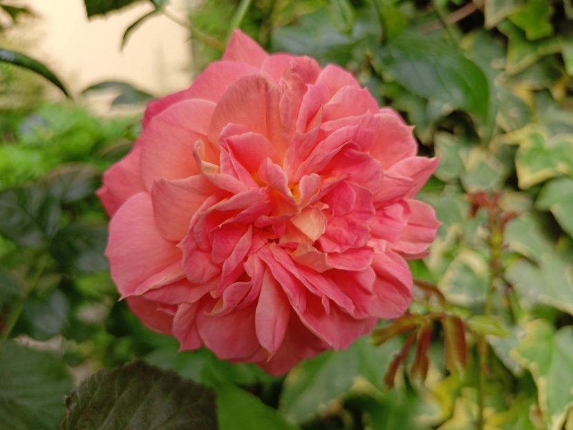 Queen of Hearts - Grădina 2024 continuare 3