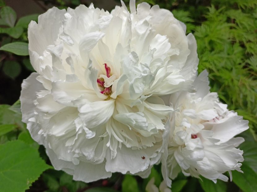  - Grădina 2024 continuare 3