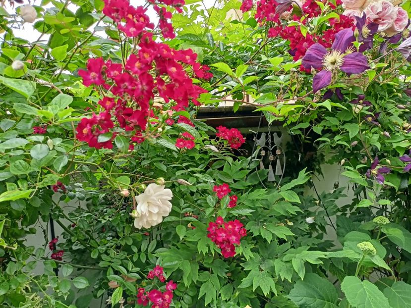  - Grădina 2024 continuare 3