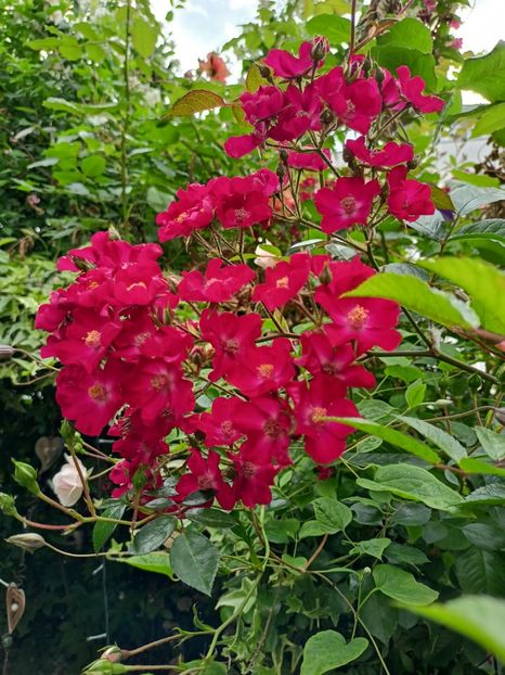 Cherry Meidiland - Grădina 2024 continuare 3