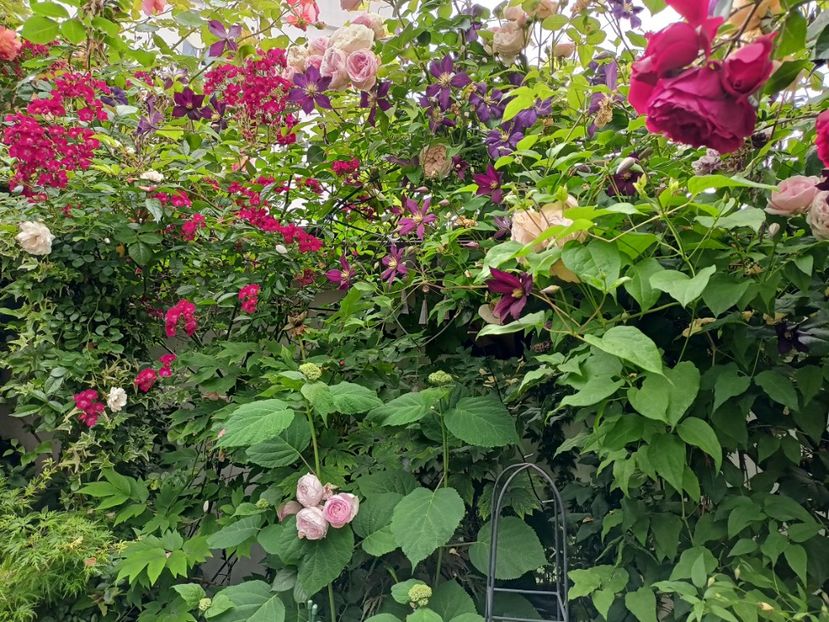  - Grădina 2024 continuare 3