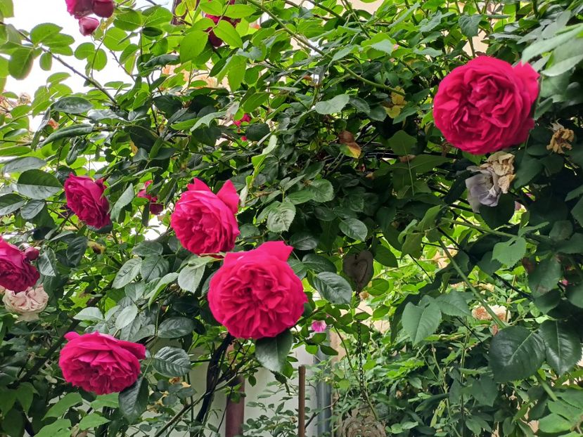 Florentina - Grădina 2024 continuare 3