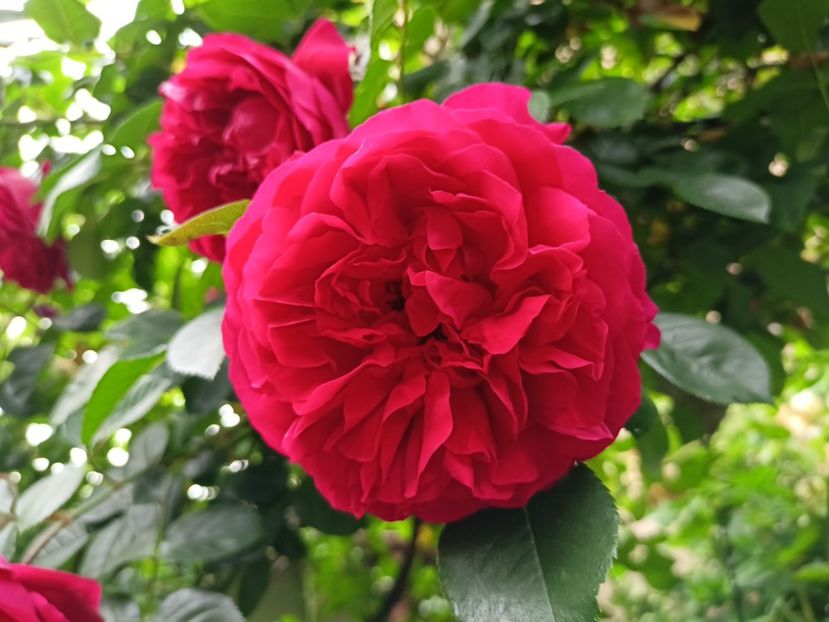  - Grădina 2024 continuare 3