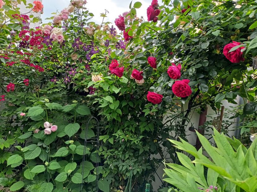  - Grădina 2024 continuare 3