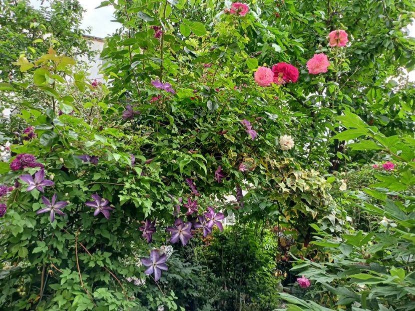  - Grădina 2024 continuare 3