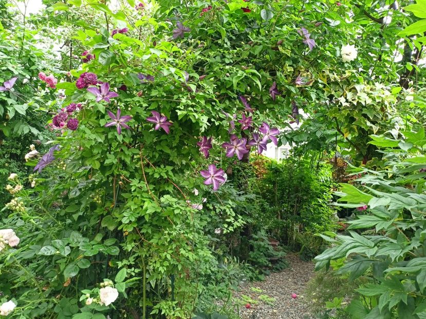  - Grădina 2024 continuare 3