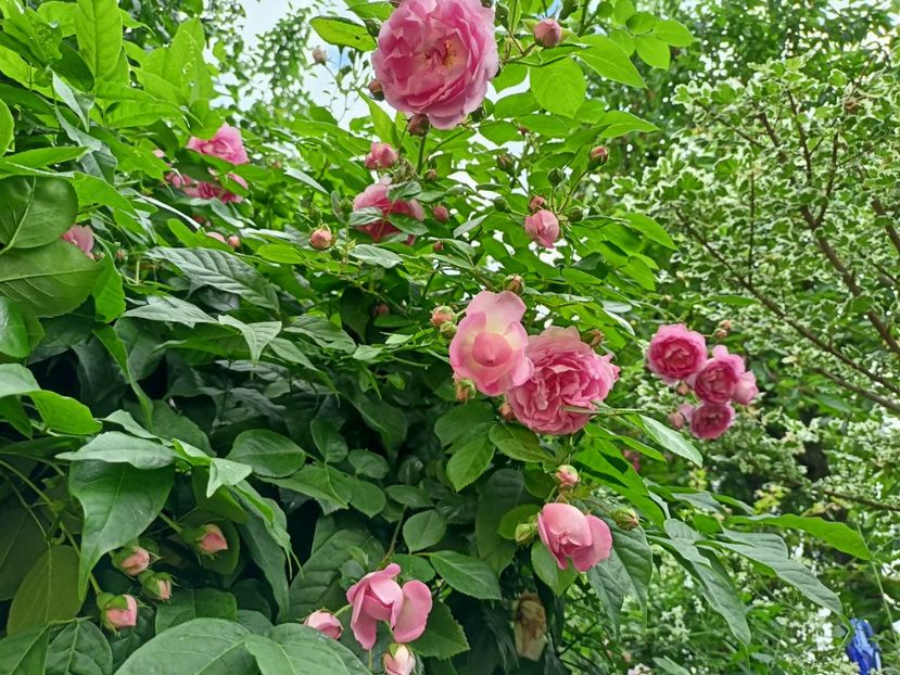 Jasmina - Grădina 2024 continuare 3