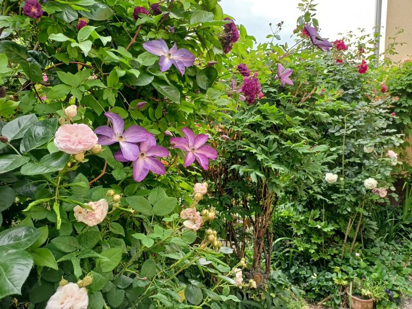  - Grădina 2024 continuare 3