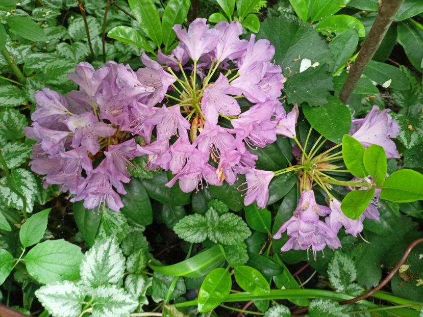  - Grădina 2024 continuare 3