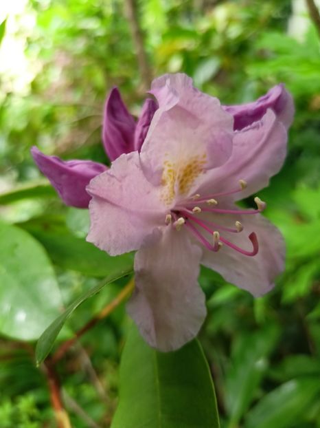  - Grădina 2024 continuare 3