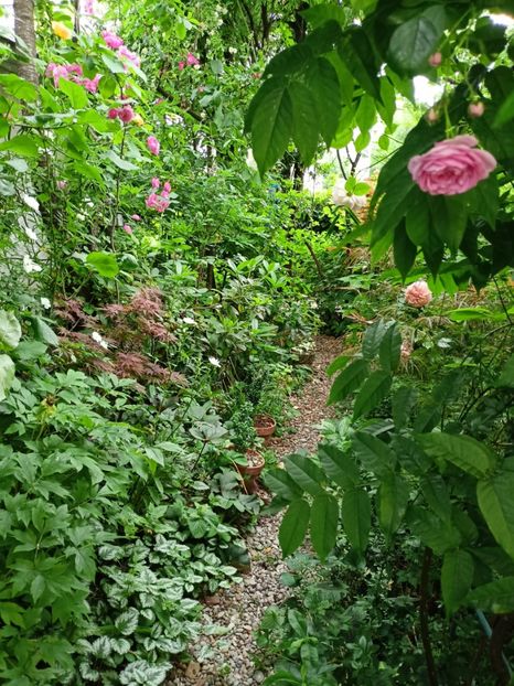  - Grădina 2024 continuare 3