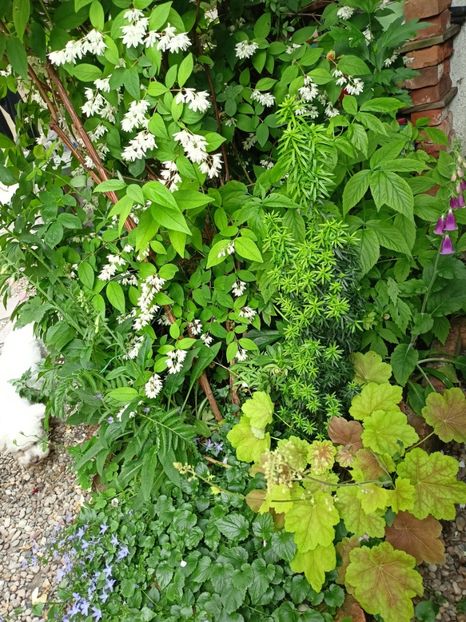  - Grădina 2024 continuare 3