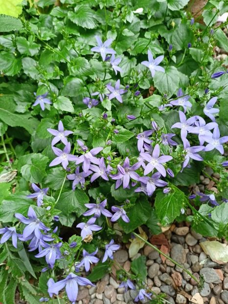  - Grădina 2024 continuare 3