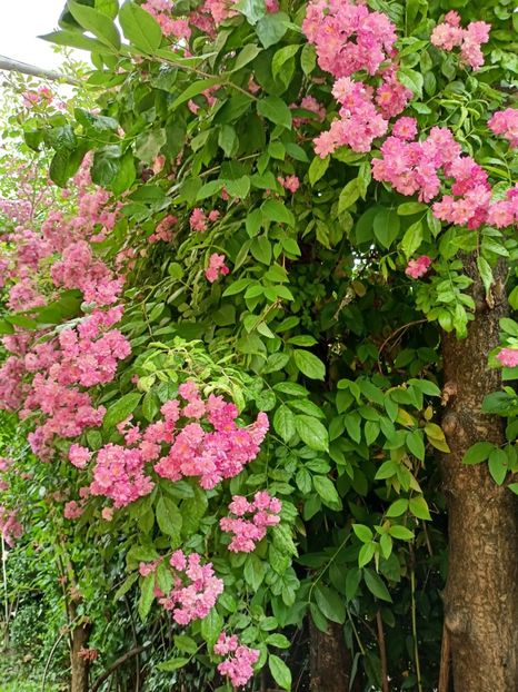  - Grădina 2024 continuare 3