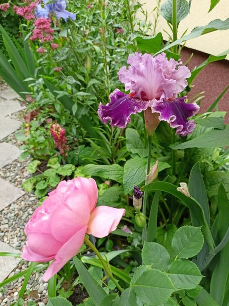  - Grădina 2024 continuare 3