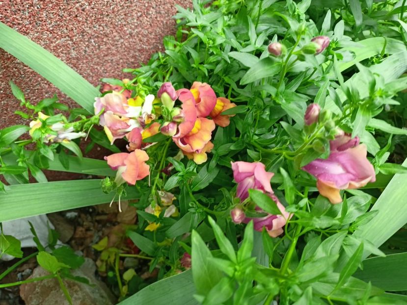  - Grădina 2024 continuare 3