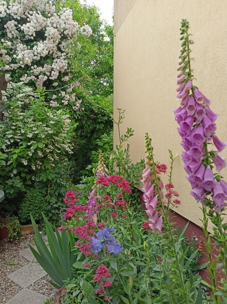  - Grădina 2024 continuare 3