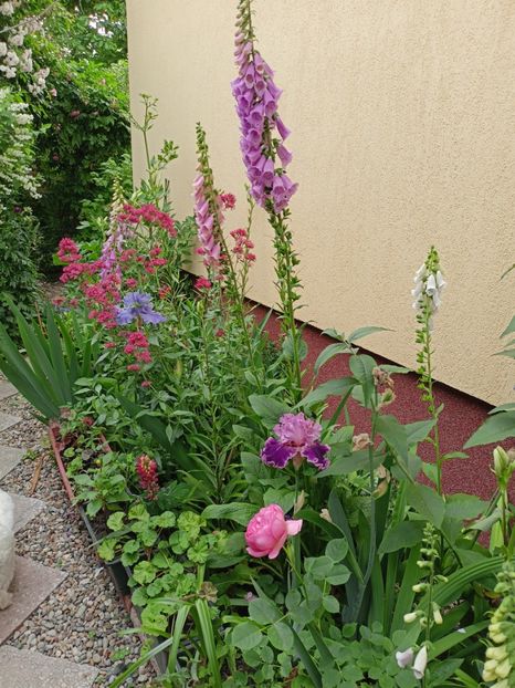  - Grădina 2024 continuare 3