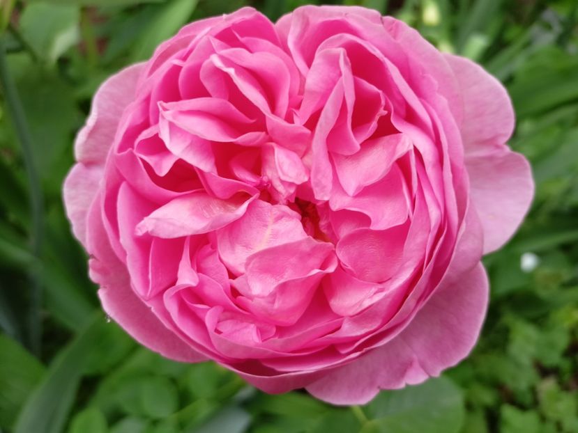 Boscobel - Grădina 2024 continuare 3