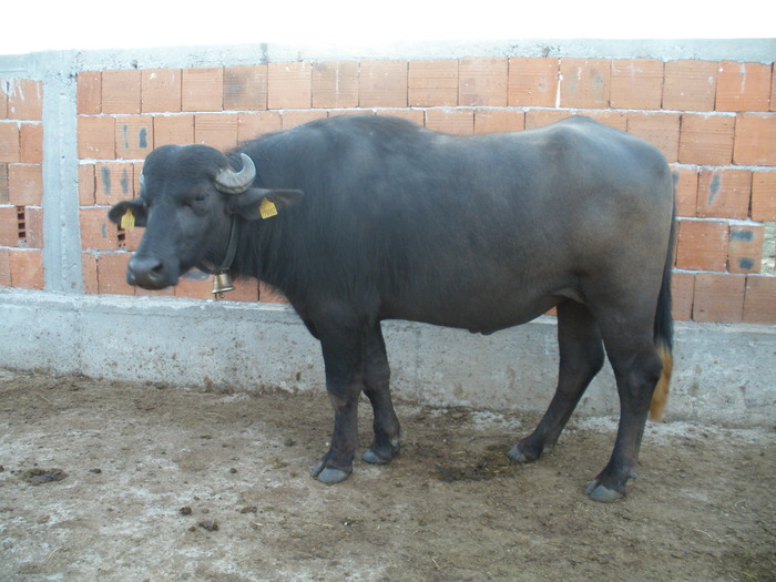 Picture 1455 - My buffalos rasa Bulgarian Mura