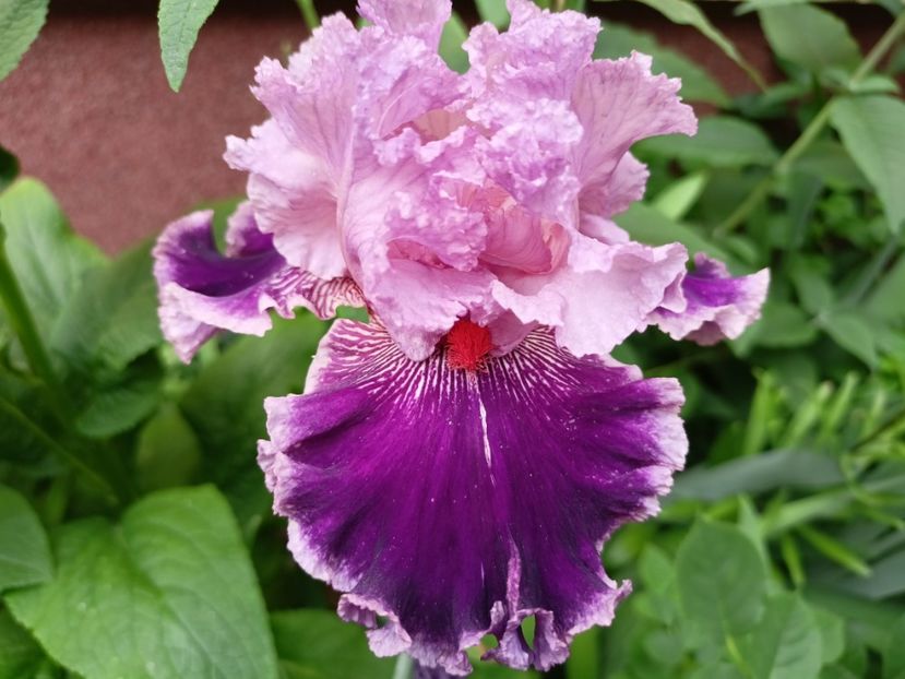  - Grădina 2024 continuare 3