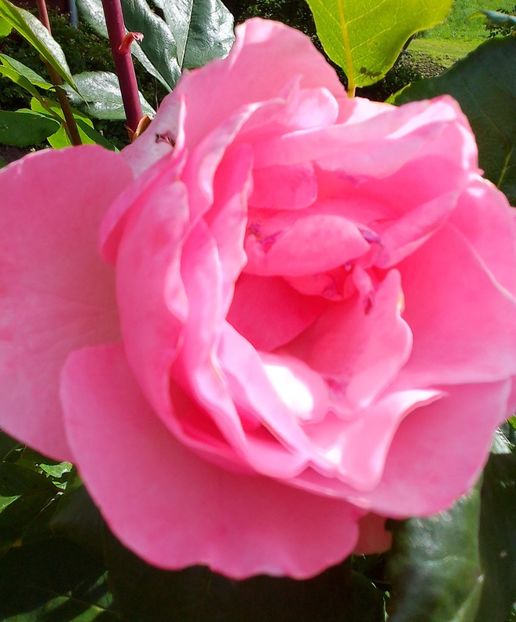  - Gradinuta mea 2024