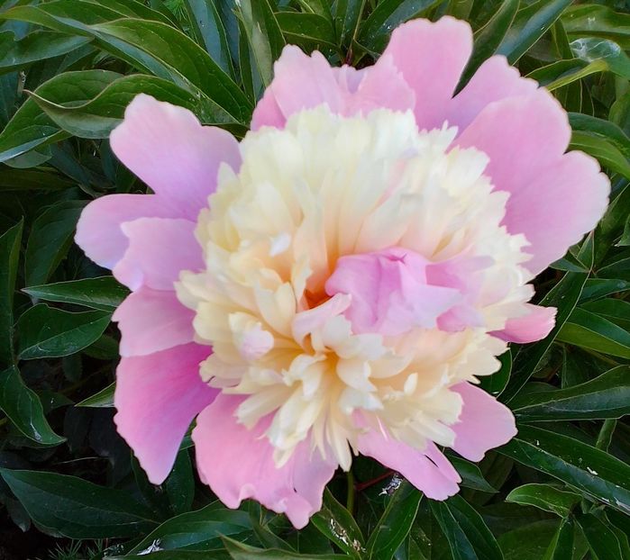  - Gradinuta mea 2024