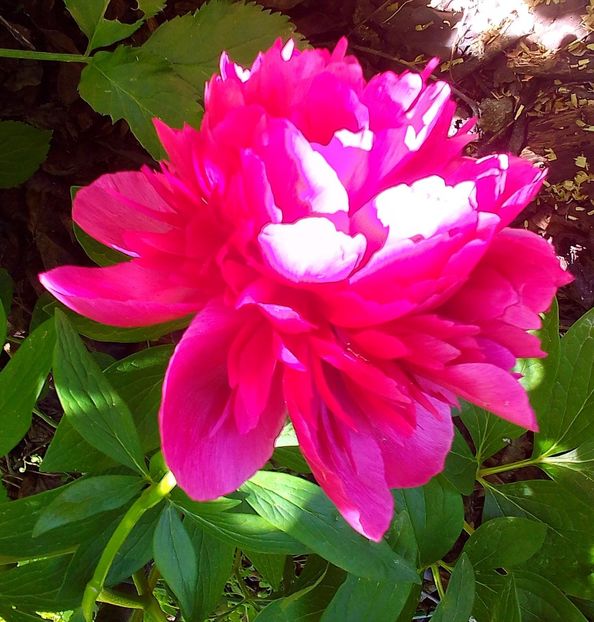  - Gradinuta mea 2024