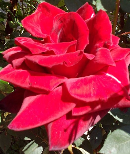  - Gradinuta mea 2024