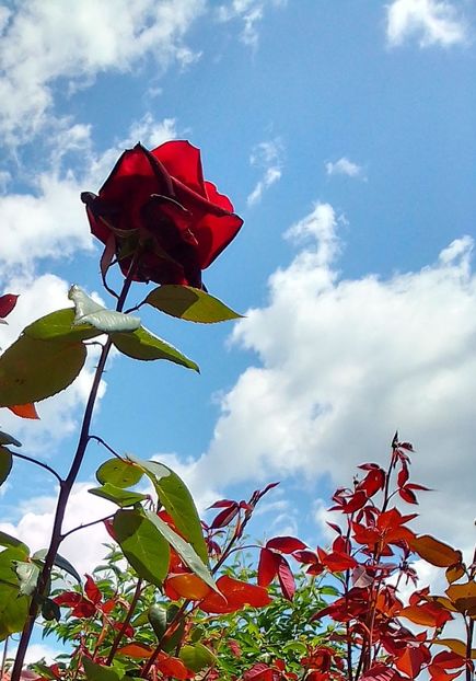  - Gradinuta mea 2024