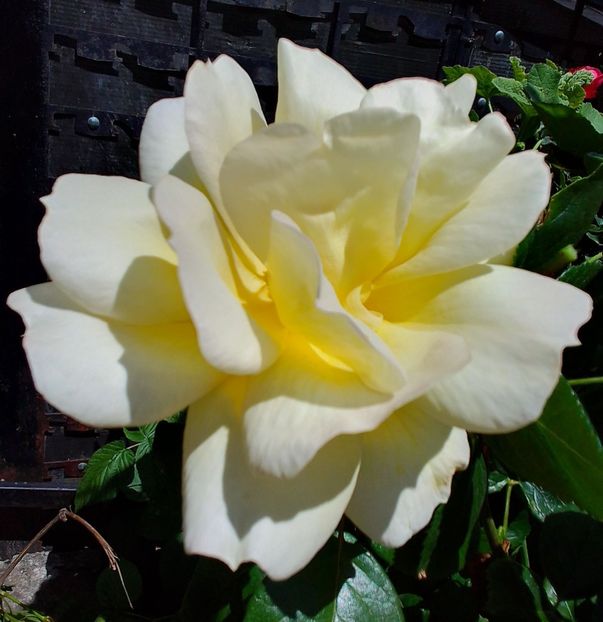  - Gradinuta mea 2024