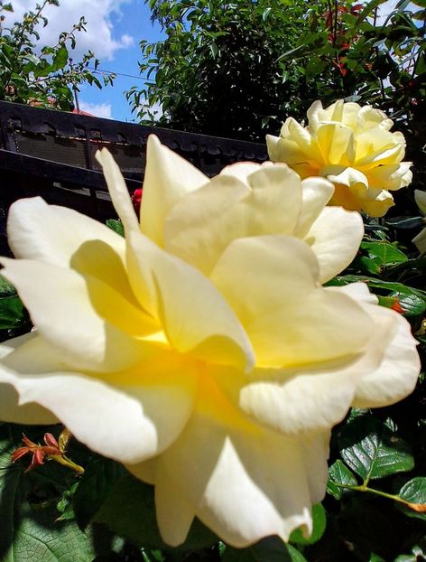  - Gradinuta mea 2024