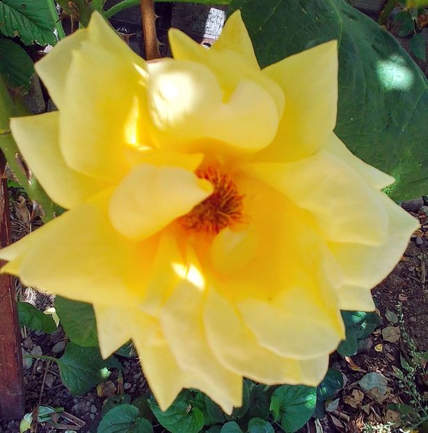  - Gradinuta mea 2024