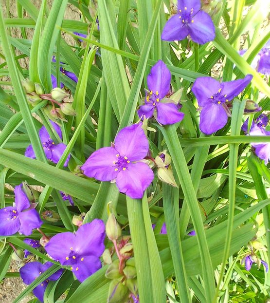  - Gradinuta mea 2024