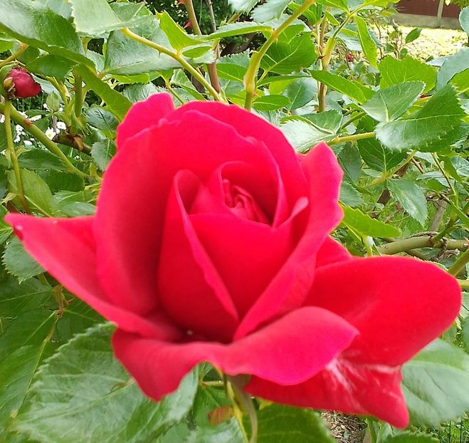  - Gradinuta mea 2024