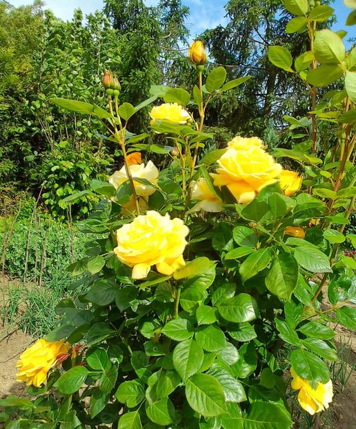  - Gradinuta mea 2024