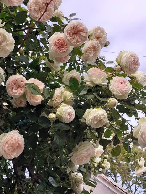  - 01 TRANDAFIRI 2024