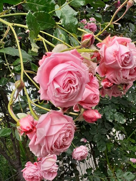  - 01 TRANDAFIRI 2024