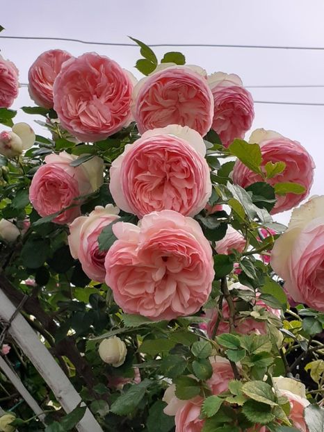  - 01 TRANDAFIRI 2024