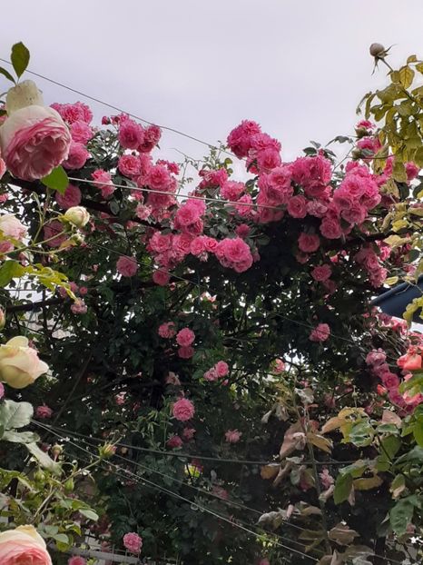  - 01 TRANDAFIRI 2024