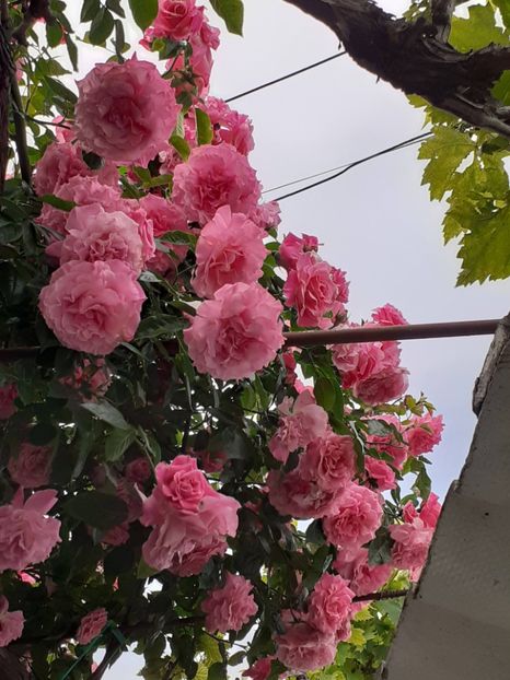  - 01 TRANDAFIRI 2024