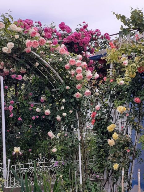  - 01 TRANDAFIRI 2024