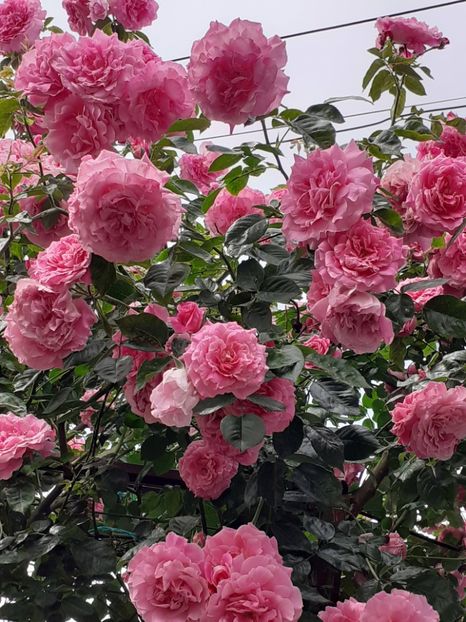  - 01 TRANDAFIRI 2024