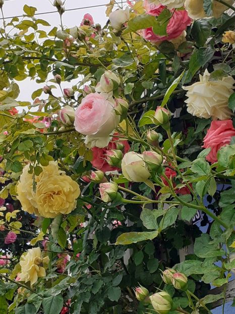  - 01 TRANDAFIRI 2024