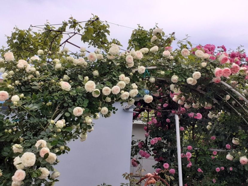  - 01 TRANDAFIRI 2024