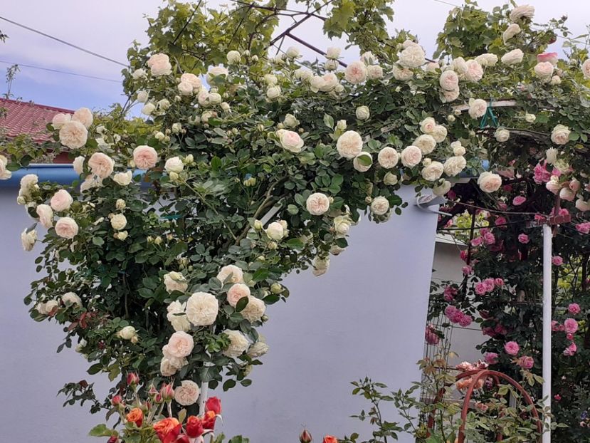  - 01 TRANDAFIRI 2024