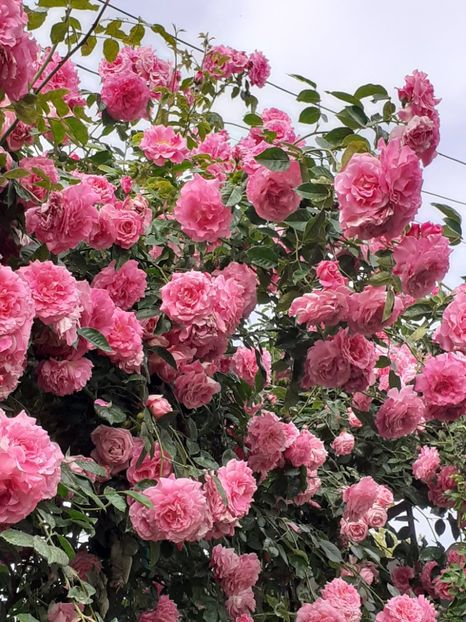  - 01 TRANDAFIRI 2024