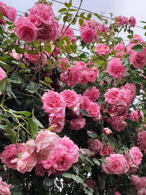  - 01 TRANDAFIRI 2024