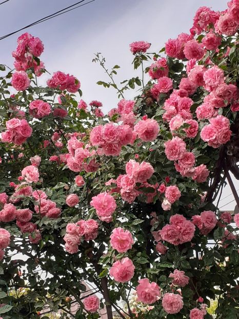  - 01 TRANDAFIRI 2024