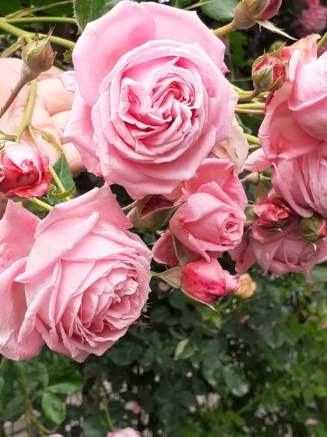  - 01 TRANDAFIRI 2024